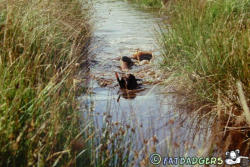 Bog Snorkelling