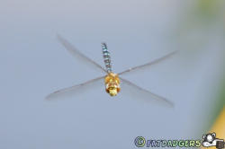 Denaby Ings