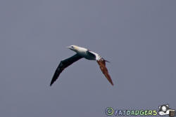 Gannet