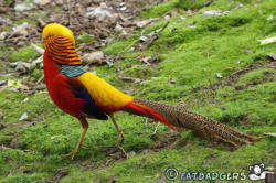 Golden Pheasant