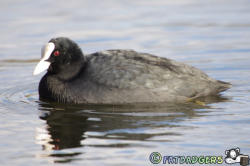 Marston Vale