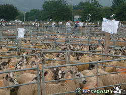 Royal Welsh Showground