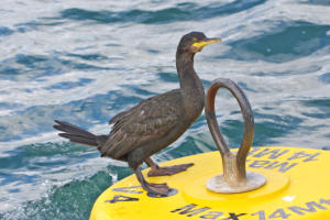 A nice Shag