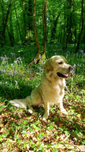 Bluebell woods