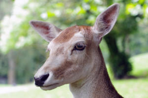 Fallow Deer