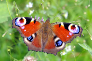 Peacock Butterfly