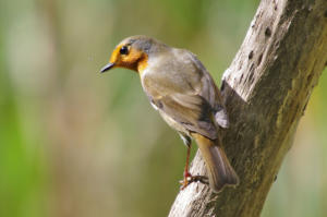 Robin